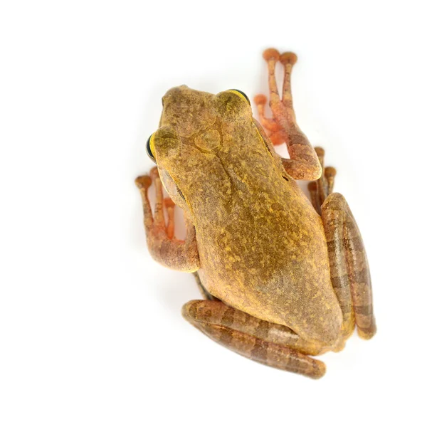 Shrub frog — Stock Photo, Image
