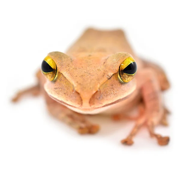 Strauchfrosch — Stockfoto