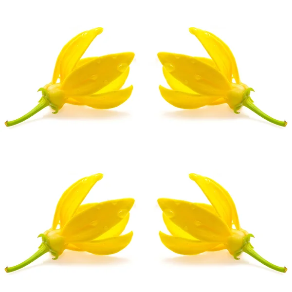 Flor de Ylang-ylang — Fotografia de Stock