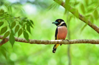 siyah ve sarı kılıç kuş