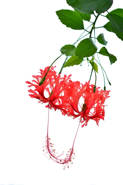 Hibiscus schizopetalus flower — Stock Photo, Image