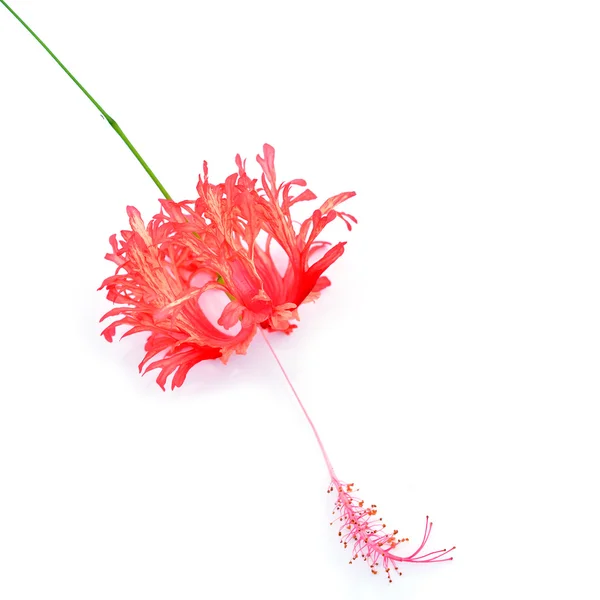 Hibiscus schizopetalus flower — Stock Photo, Image