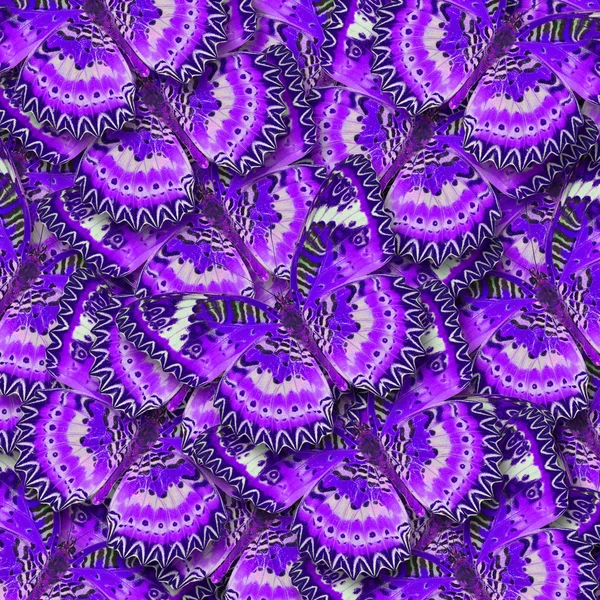 Purple butterfly — Stock Photo, Image