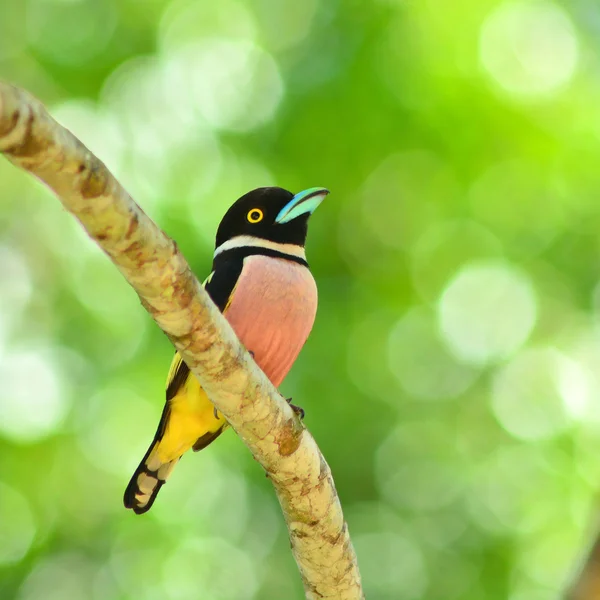 Pássaro Broadbill preto e amarelo — Fotografia de Stock