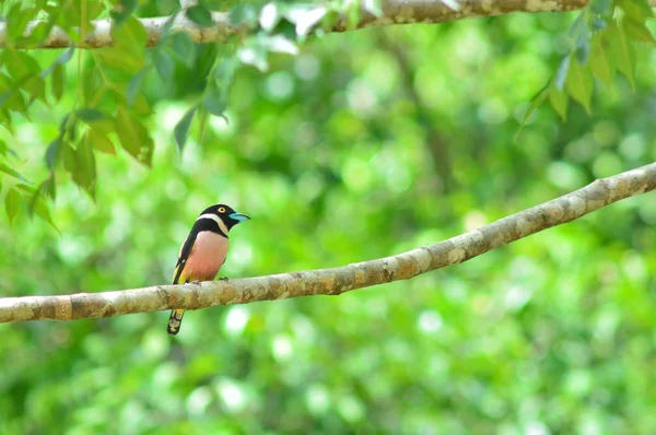 Černé a žluté broadbill pták — Stock fotografie