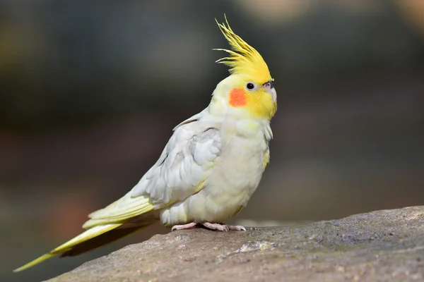 Cockatiel — Stock fotografie