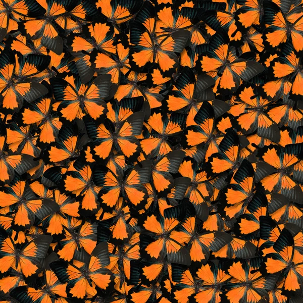 Oranje vlinder — Stockfoto