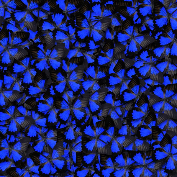 Borboleta azul — Fotografia de Stock