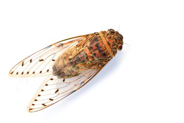 cicada clipart