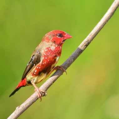 Kırmızı avadavat kuş