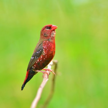 Kırmızı avadavat kuş