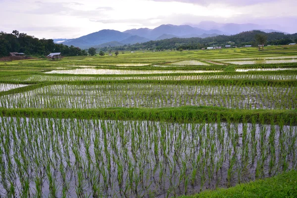 Campos de arroz — Fotografia de Stock