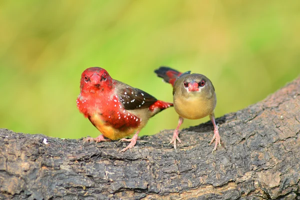 Červená avadavat pták — Stock fotografie