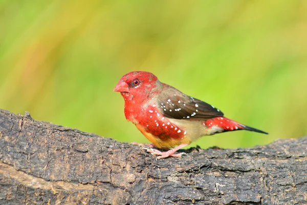 Avadavat κόκκινο πουλί — Φωτογραφία Αρχείου