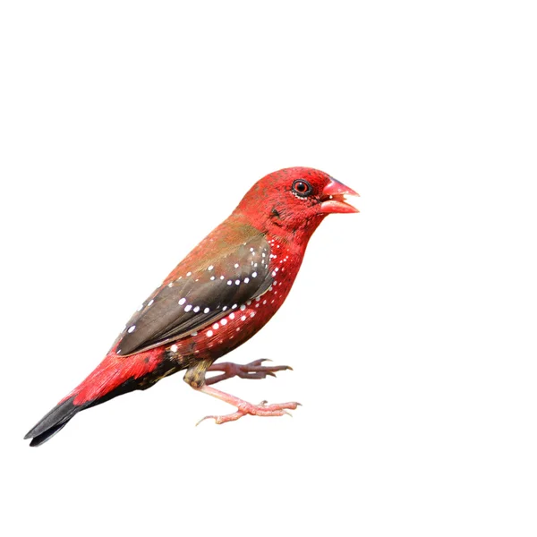Kırmızı avadavat kuş — Stok fotoğraf