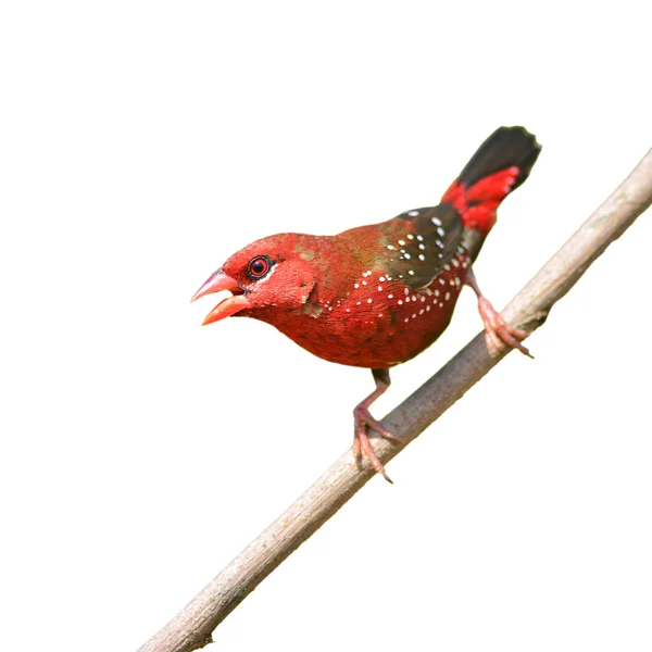 빨간 avadavat 새 — 스톡 사진