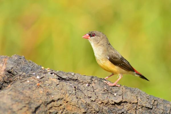 Roter Avadavat-Vogel — Stockfoto