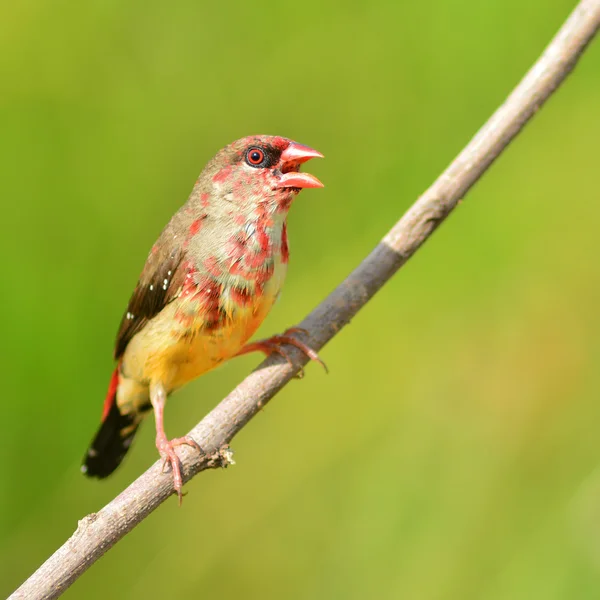 Red Avadavat bird — Stock Photo, Image