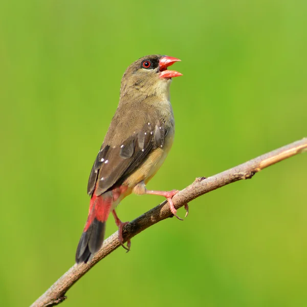 Red Avadavat bird — Stock Photo, Image