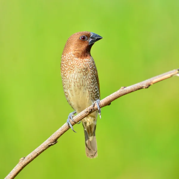 Scally-breasted Munia bird — Stok Foto