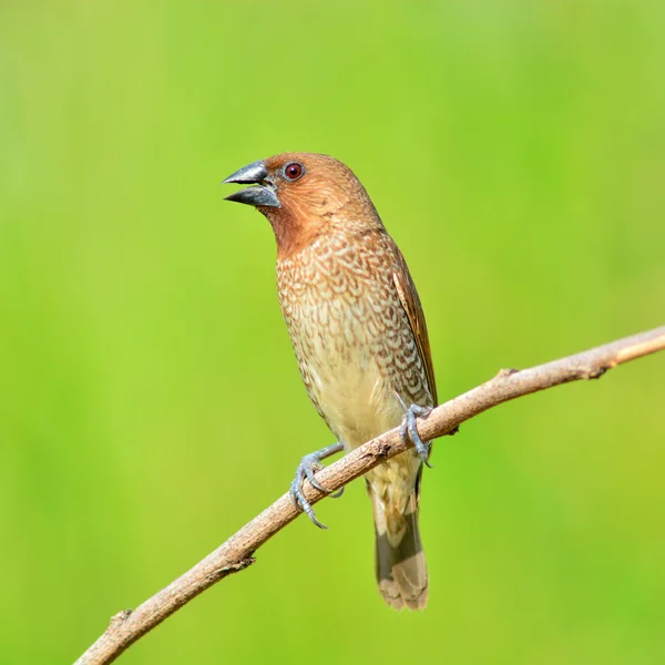 Uccello Munia dal petto scanalato — Foto Stock