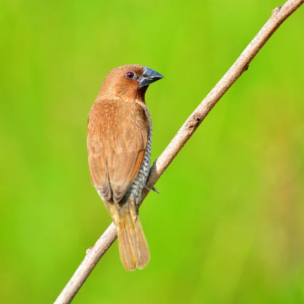 Uccello Munia dal petto scanalato — Foto Stock