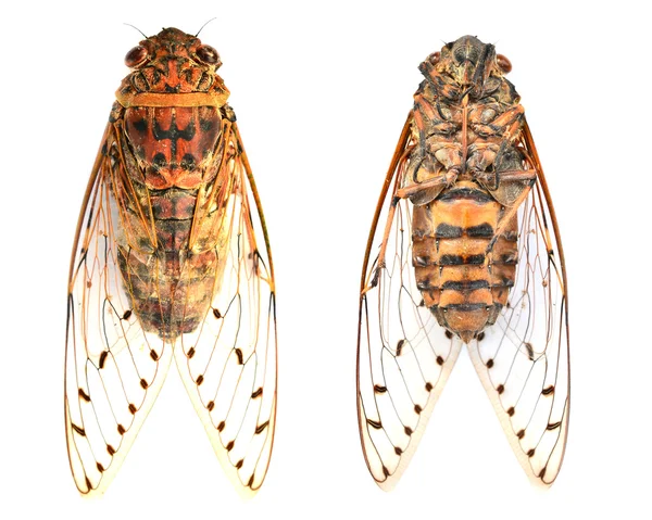 Cicada — Stock Photo, Image