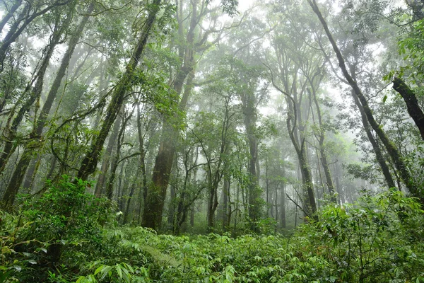 Subtropikal orman — Stok fotoğraf