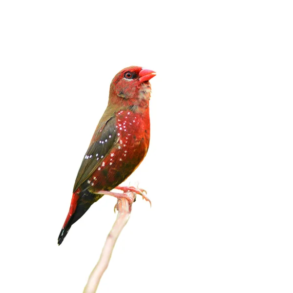 Red Avadavat bird — Stock Photo, Image