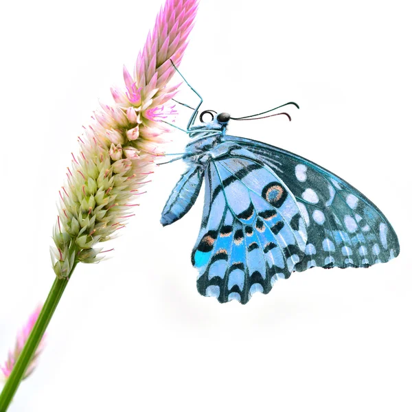 Blue butterfly on flower — Stock Photo, Image