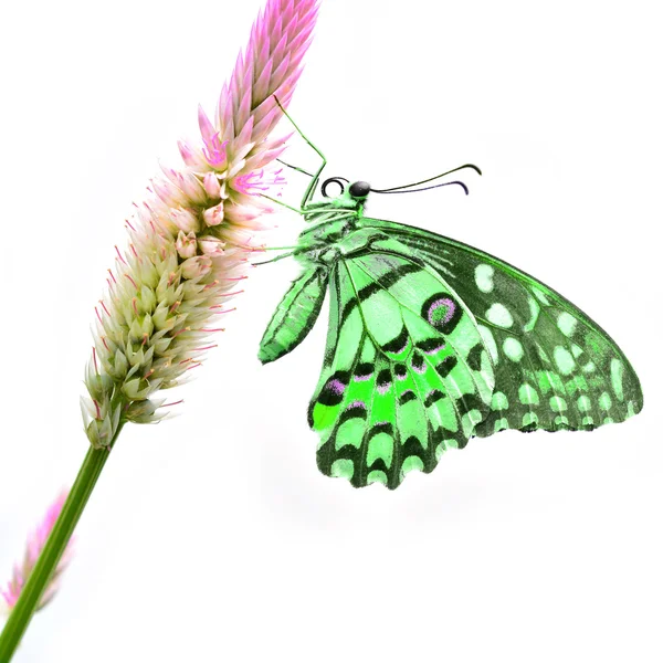 Зеленая бабочка на цветке — стоковое фото