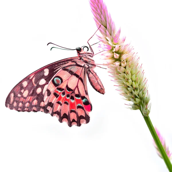 Красная бабочка на цветке — стоковое фото