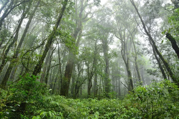 Bosque subtropical — Foto de Stock