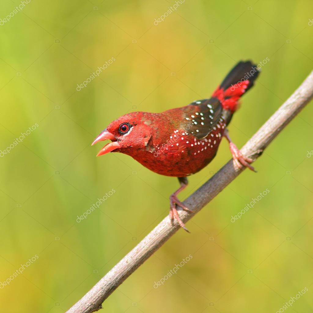 oiseaux Bengali rouge — Photographie thawats © 51107259