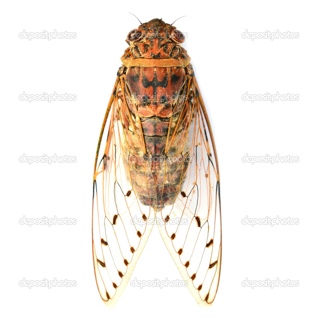 cicada