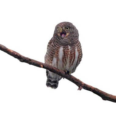 Asian Barred Owlet clipart