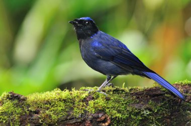 büyük niltava kuş