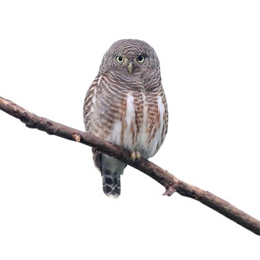 Asya çubuklu owlet