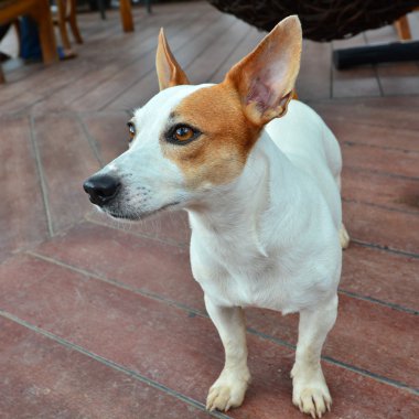 köpek bir yere