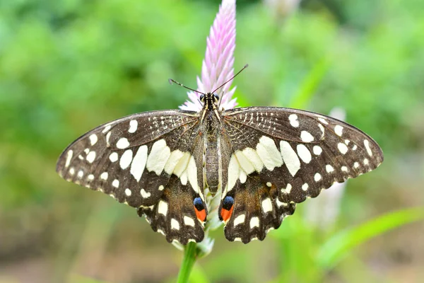 Mariposa de lima en flor — Foto de Stock