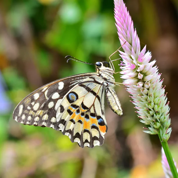 Lime butterfly on flower — Stock Photo, Image