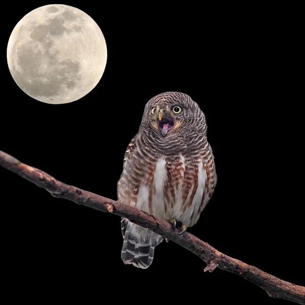 Asya çubuklu owlet — Stok fotoğraf