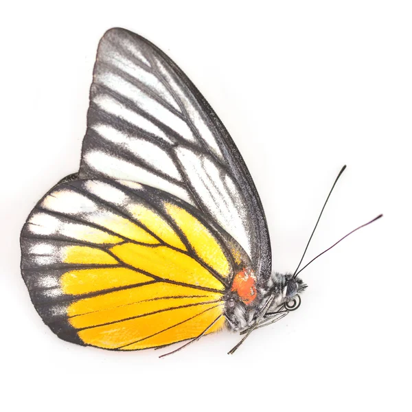 Mariposa blanca y amarilla — Foto de Stock