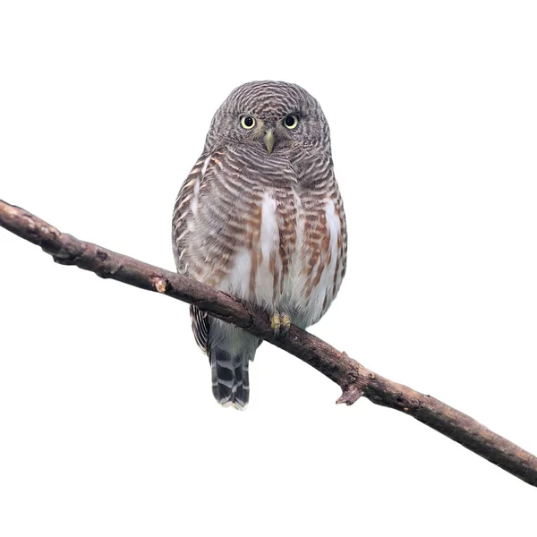 Asian Barred Owlet — Stock Photo, Image