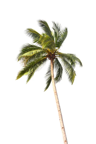 Kokospalme — Stockfoto