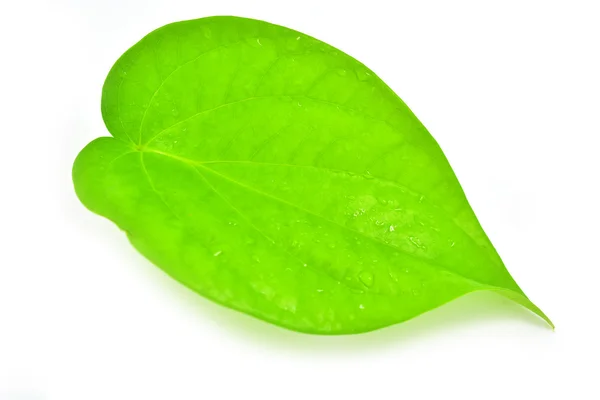 Green betel leaf — Stock Photo, Image