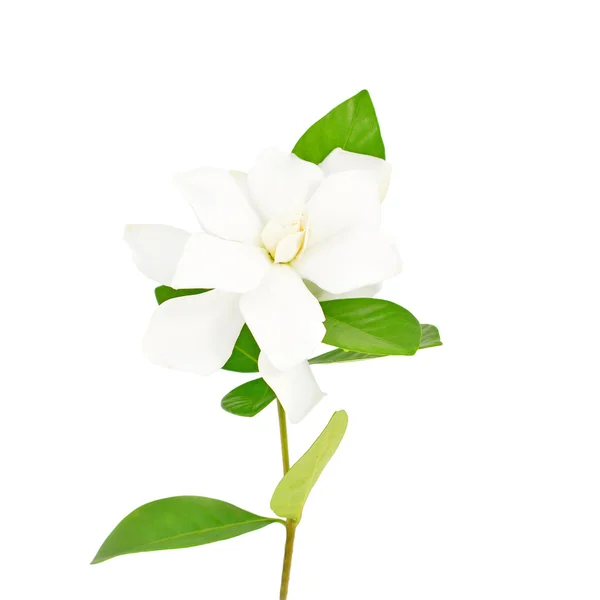 Witte gardenia bloem — Stockfoto