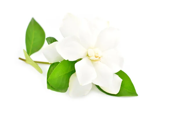 Beyaz gardenya çiçek — Stok fotoğraf