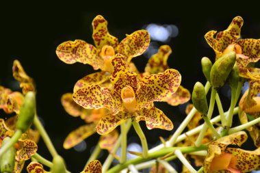 Belamcanda chinensis