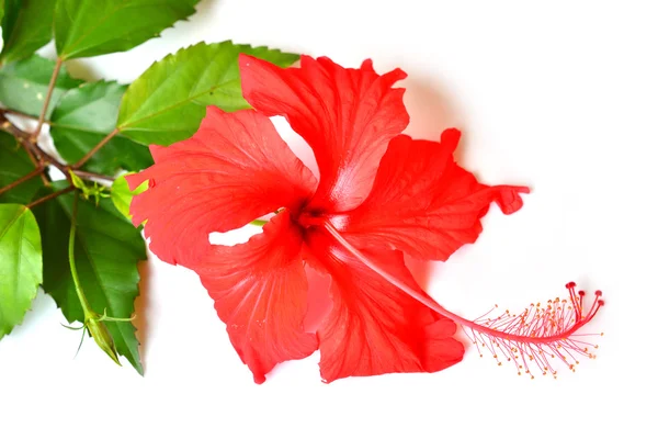 Red hibiscus flower — Stock Photo, Image